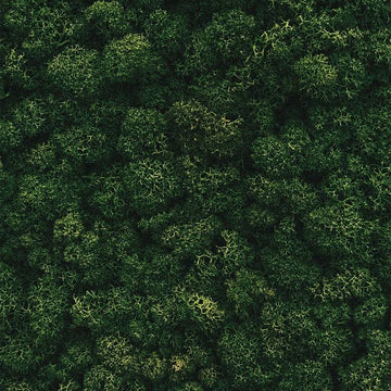 Embracing Sustainability: Transforming Your Home with Eco-Friendly Appliances